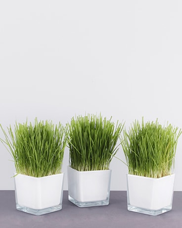 Wheat Grass Cubes Plant