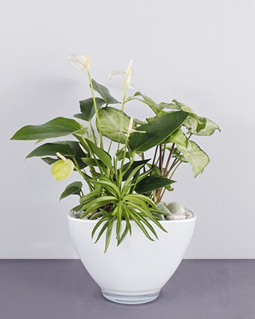 Tropical Flare Dish Garden Plant