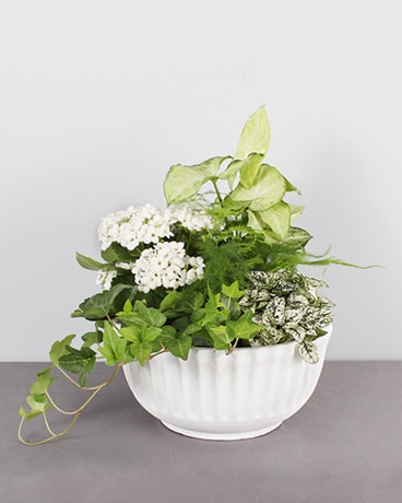 Kalanchoe Design Dish Garden Plant