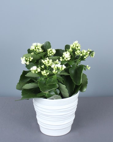 White Kalanchoe Plant