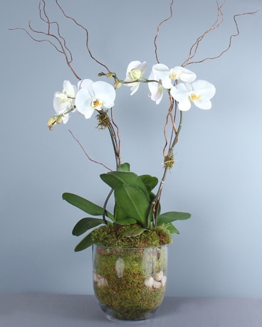Double Phalaenopsis Flower Arrangement