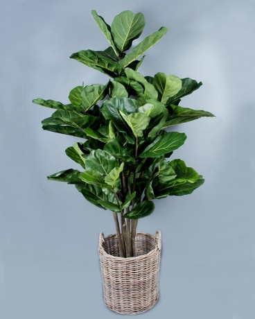 Ficus Tree Flower Arrangement