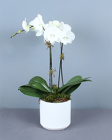 Double Orchid in White Plant