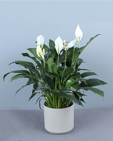 Peace Lily Plant