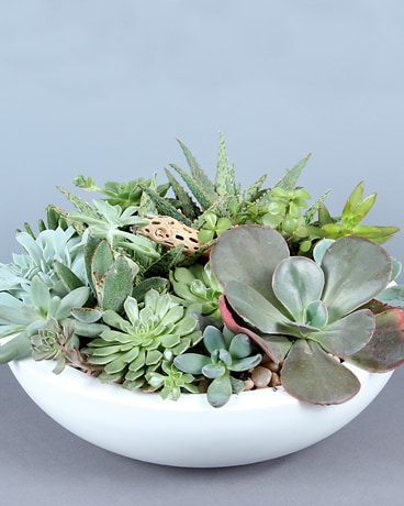 Low Succulent Container Plant