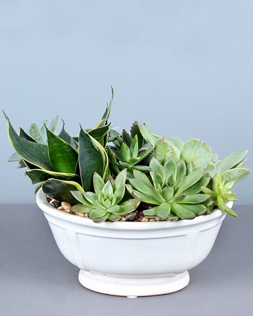 Succulents in White Container Plant