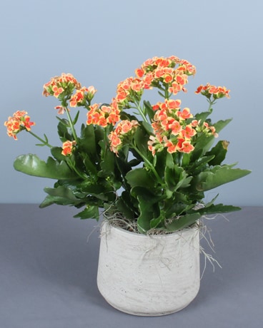 Kalanchoe Plant