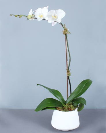 Phalaenopsis Orchid in Signature Container Plant