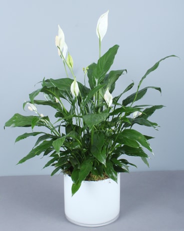 Peace Lily Plant