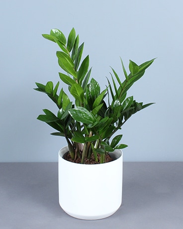 ZZ Plant