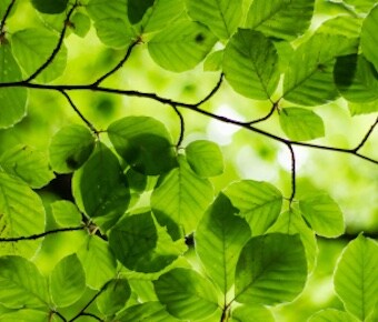 Plants