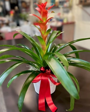 Holiday Bromeliad Plant Plant