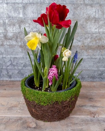 Spring Bulb Garden Dish Garden Plant