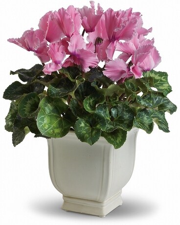 Standard size, 14 inches height and 10 inches wide.