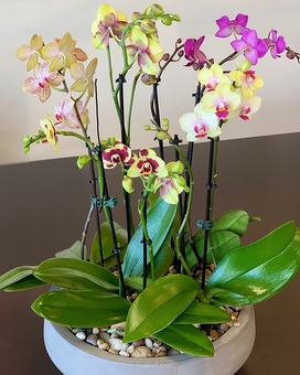 Over-The-Top Orchids Dish Garden Plant