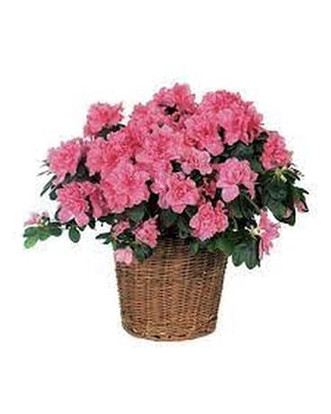 Pink Azalea Plant