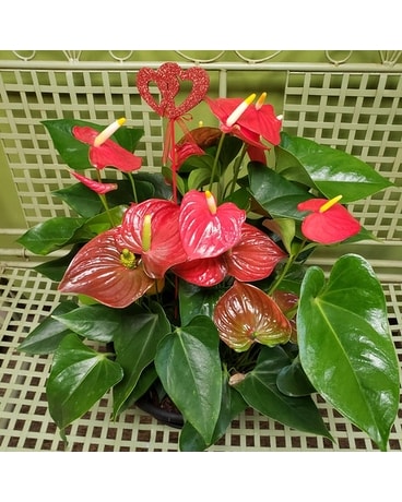 anthurium planter Flower Arrangement