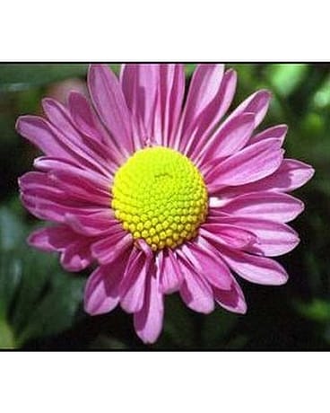 Flowers For a Year Package #6 Custom product