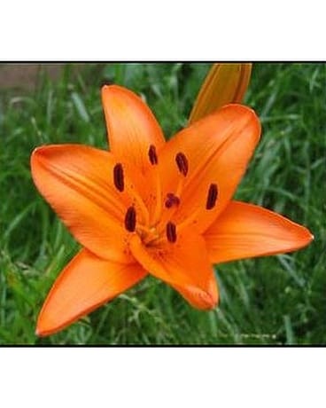 Flowers For a Year Package #4 Custom product