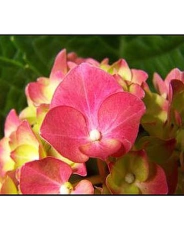 Flowers For a Year Package #2 Custom product