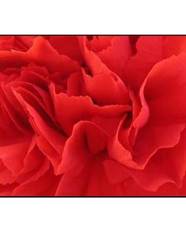 Flowers For a Year Package #1 Custom product