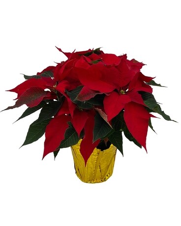 Red Poinsettia Flower Arrangement