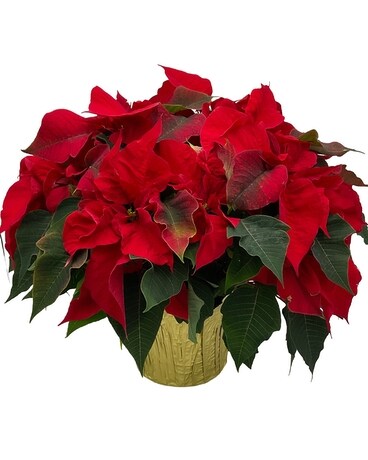 Large Red Poinsettia Flower Arrangement