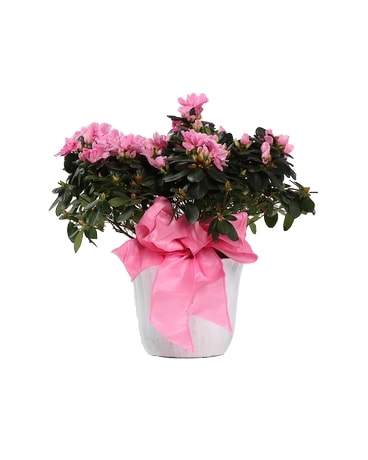 Azalea Plant Plant