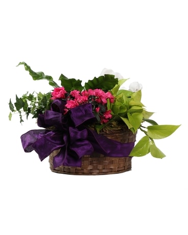 Plant Basket Plant