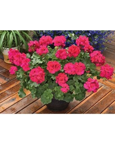 Flowering Potted Geranium Plant