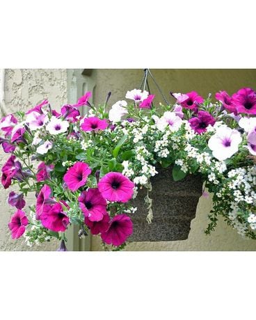 Flowering Hanger Plant