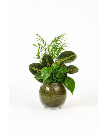 Sympathy Plants Delivery Bradenton FL - Tropical Interiors Florist