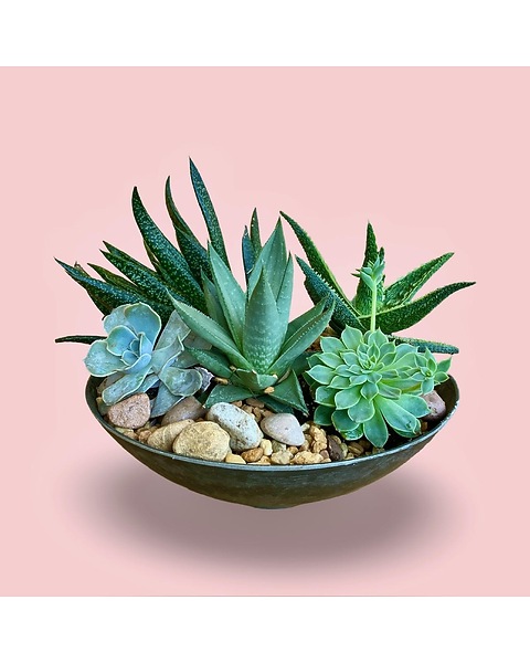 hens chicks succulent Shop 'Rolling Hens and Chicks -Sempervivum globiferum' Care & Info main image 1