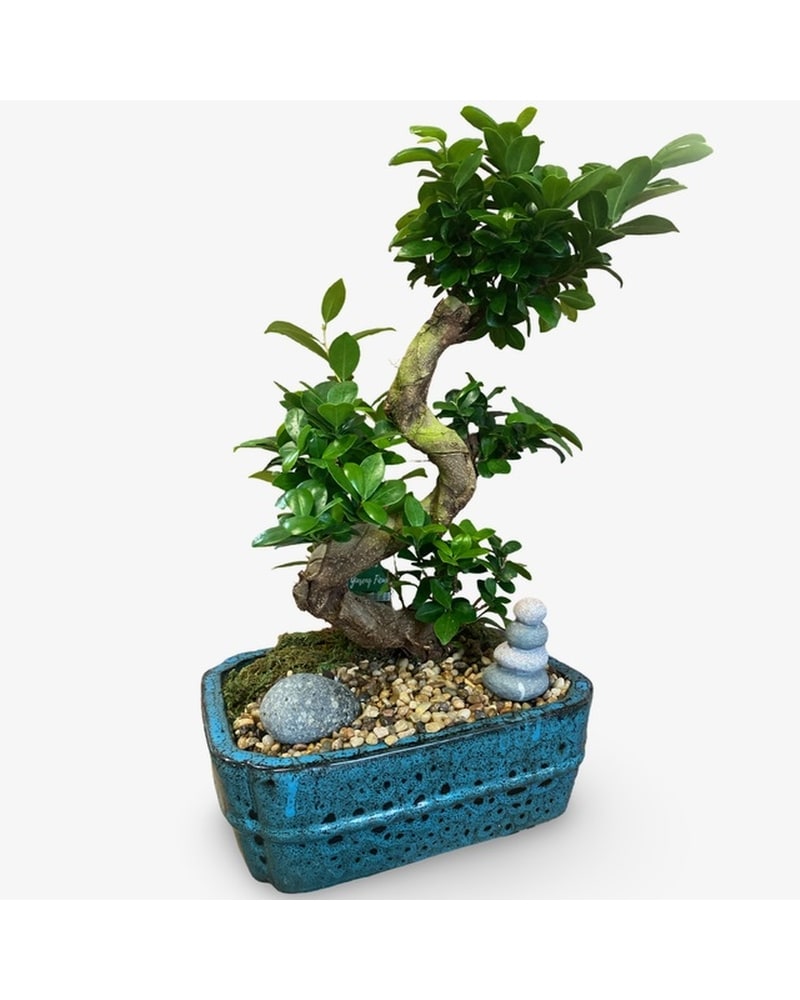 Ficus Bonsai Garden