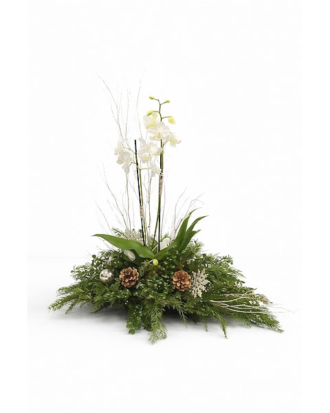 burner plants Dwarf Burning Bush main image 0