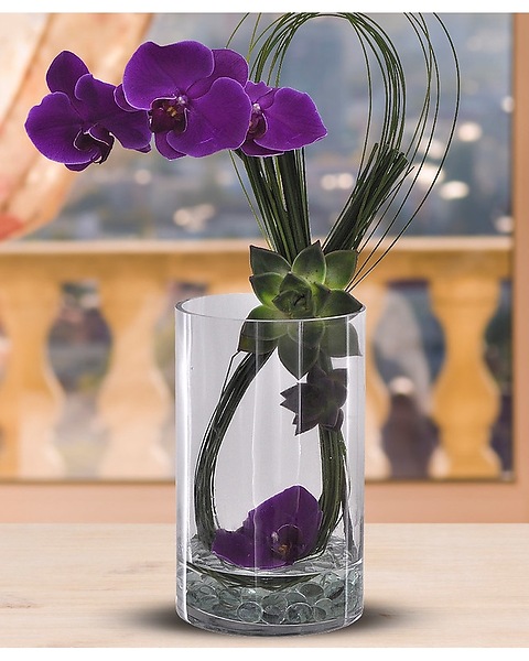 Orchids and Succulence in Bradenton FL - Tropical Interiors Florist