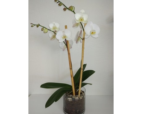 OPULENT ORCHID PLANT Plant