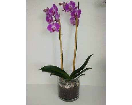 GLORIOUS GRATITUDE ORCHID Plant
