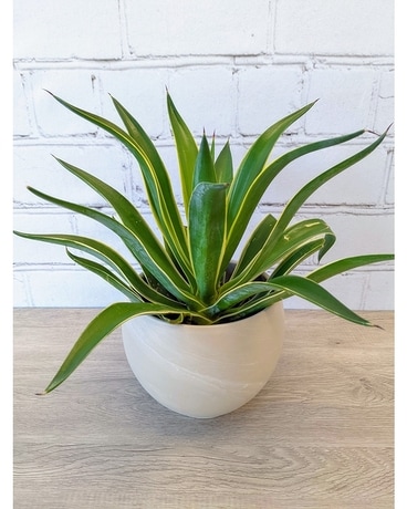 Variegated Agave Plant Plant