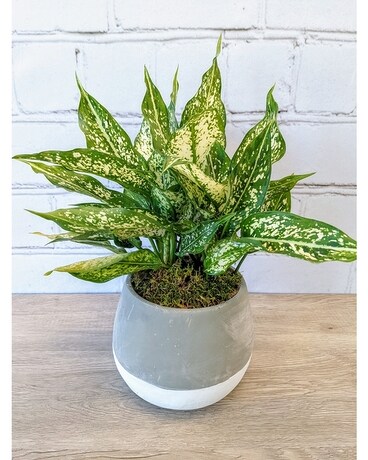 Aglaonema 