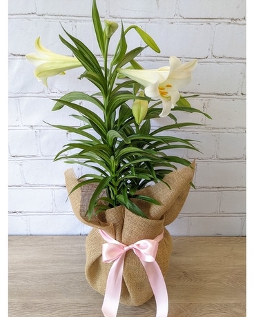 Double Easter Lily Flowers