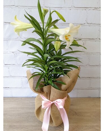 Double Easter Lily Flowers