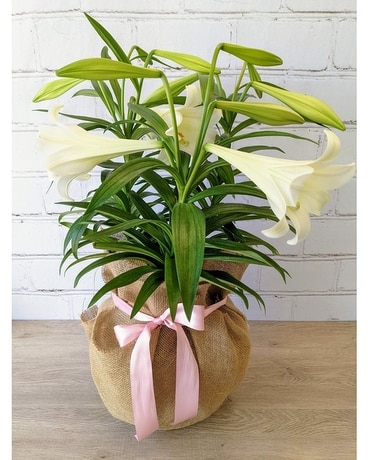 Triple Easter Lily Flowers