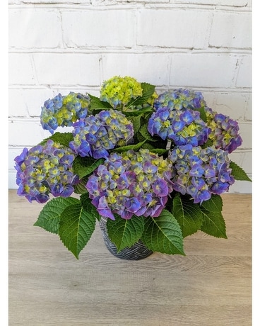 Blue Hydrangea Plant Flowers
