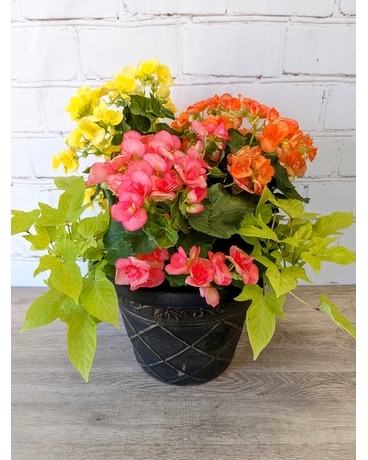 Tropical, Indoor, and House Plants for Sale | Plants for Delivery