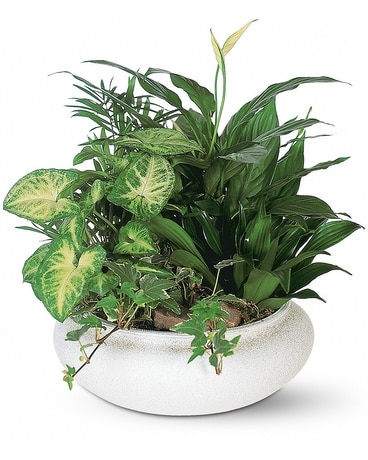 Medium Dish Garden Flower Arrangement