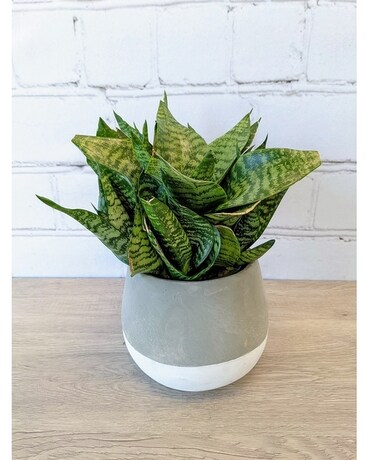 Snake Plant Sansevieria Hahnii Plant