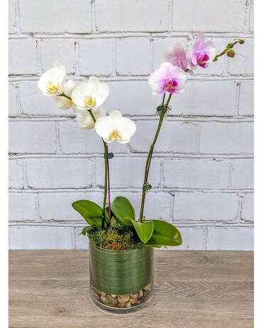 Orchid Oasis