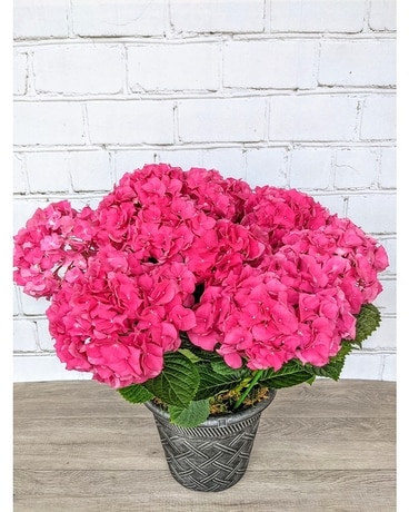 Pink Hydrangea Plant Plant