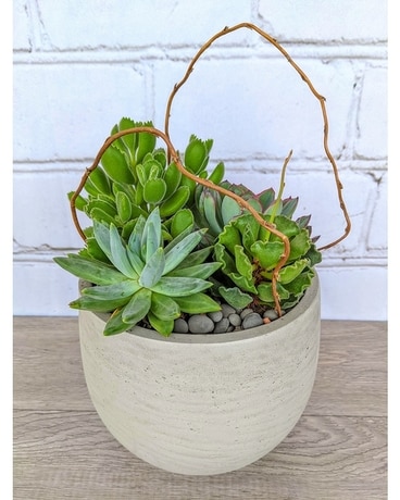 Succulent Orb Plant